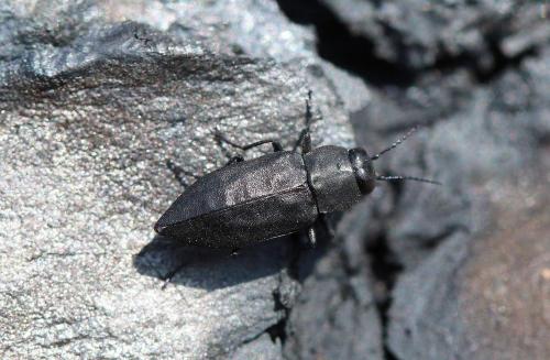 Melanophila acuminata